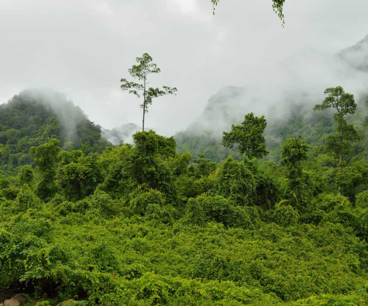 Phong Nha trekking tour through misty mountains, Vietnam