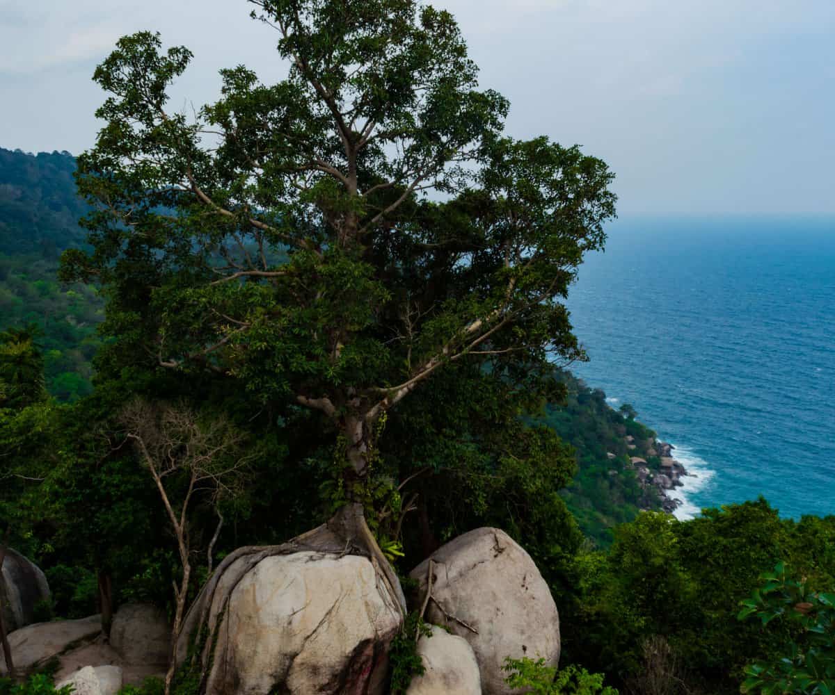 A tree finds an usual place to grow, with a breath taking view, near Koh Tao Lighthouse, Thailand.