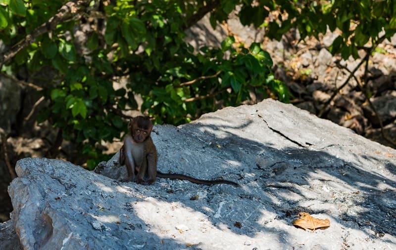 Monkey Beach is a popular tourist attraction on Phi Phi Don Island - Thailand