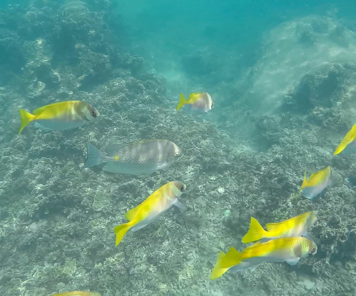 Some of the first marine life on Koh Tao snorkeling day trip, Thailand