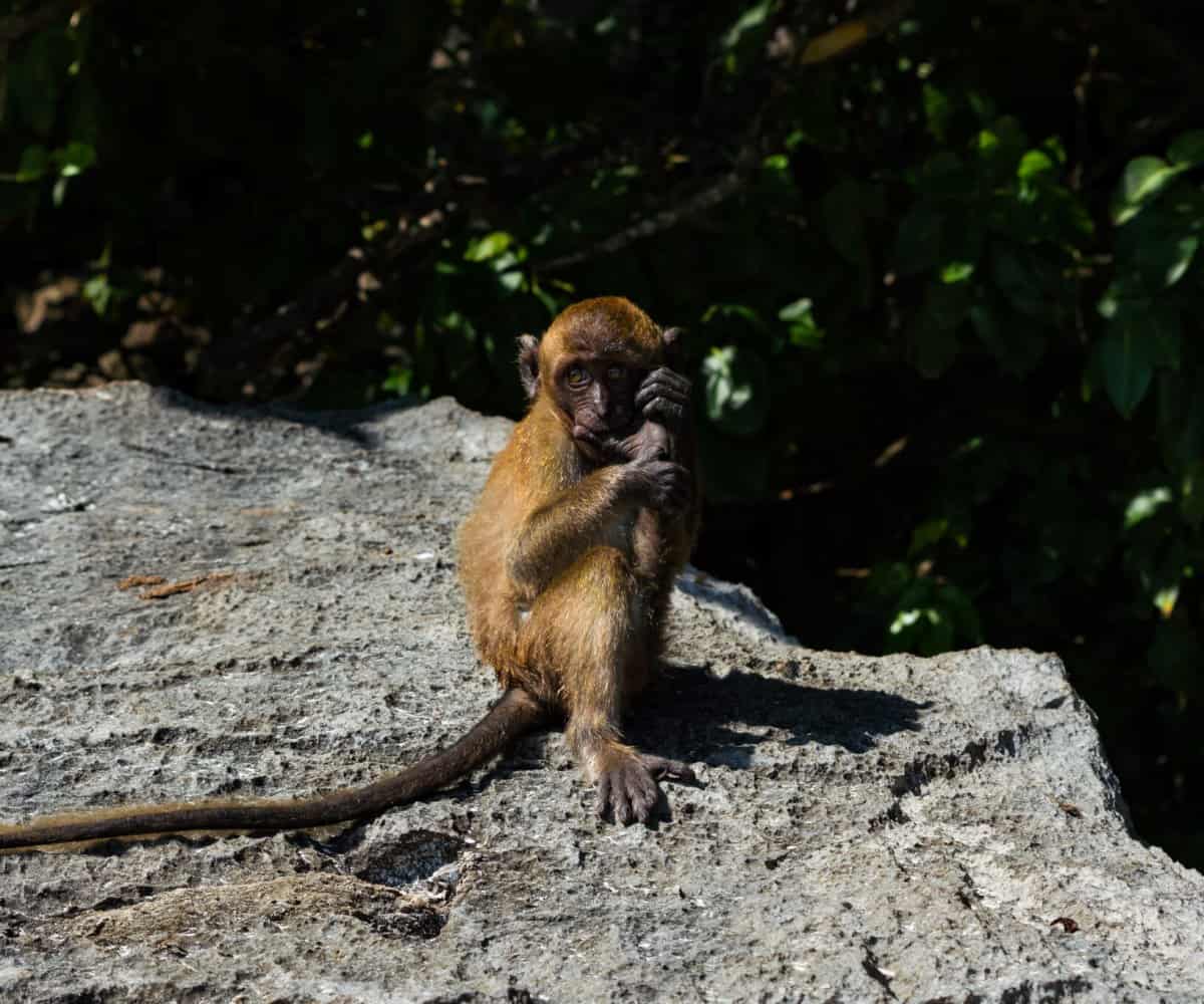 A monkey on monkey beach, Phi Phi Don Island, Thailand