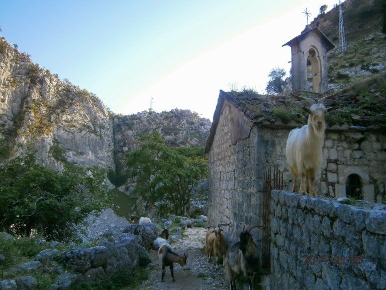 Plenty of animals can pose health risks, like goats at Kotor, Montenegro