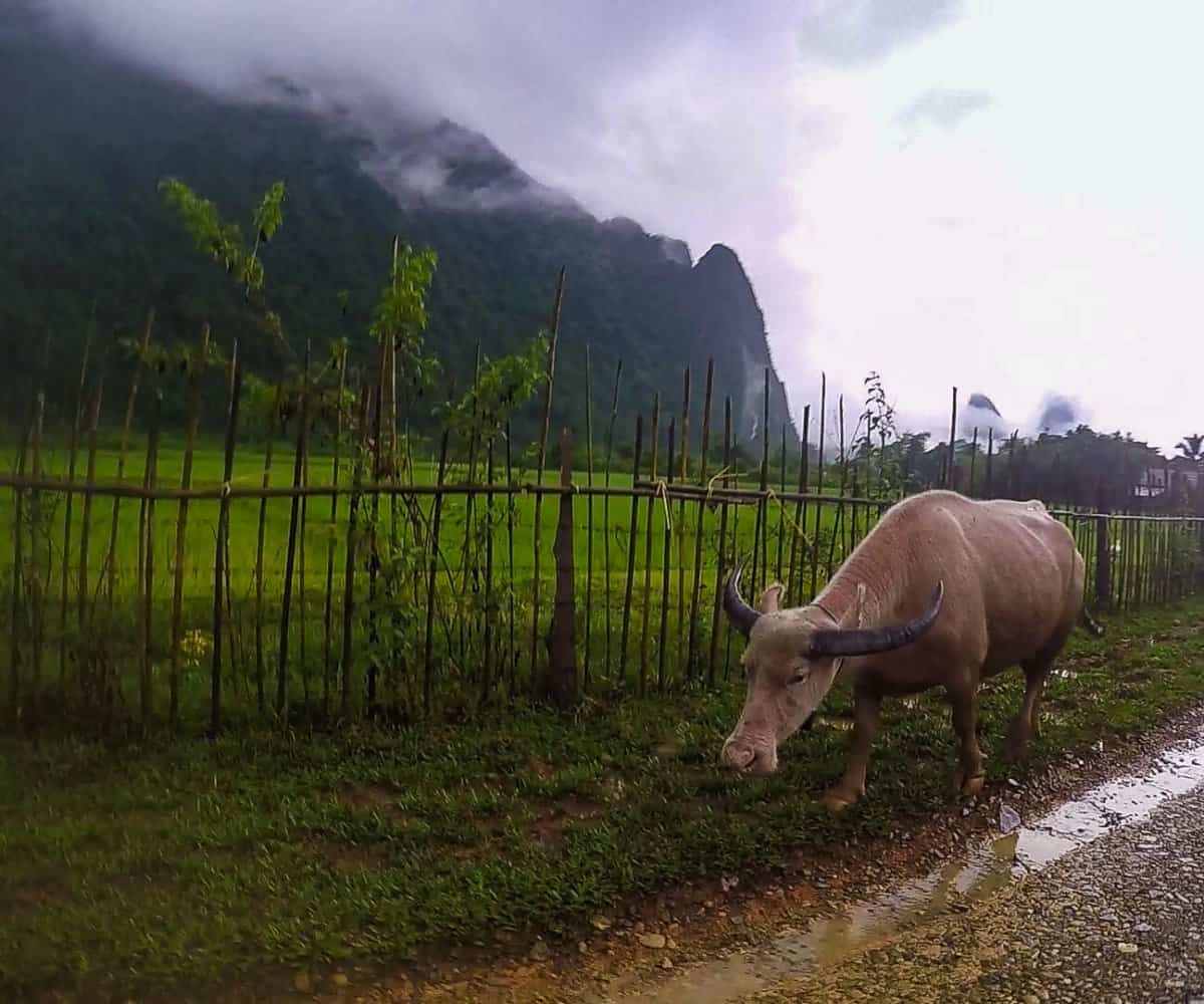 Large livestock frequents the road from Vang Vieng to Blue Lagoon 3.