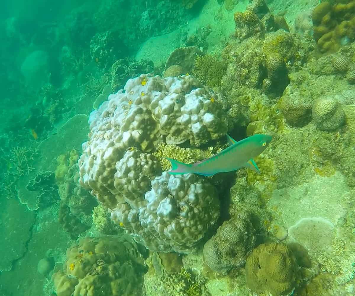 A rainbow colored fish, Koh Tao snorkel day trip, Thailand