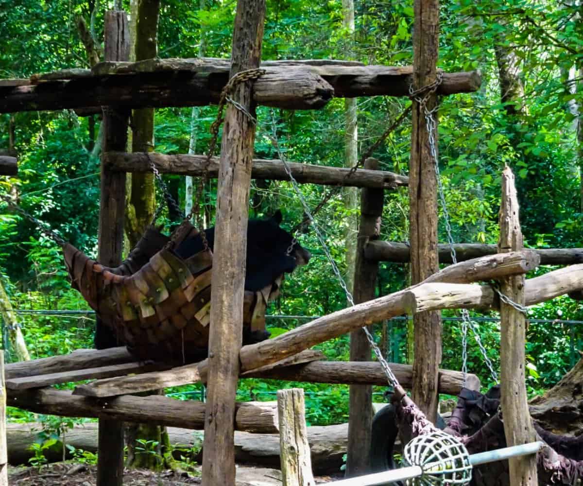 Tat Kuang Si Bear Rescue Center is a haven for rescued and injured bears, outside of Luang Prabang, Laos