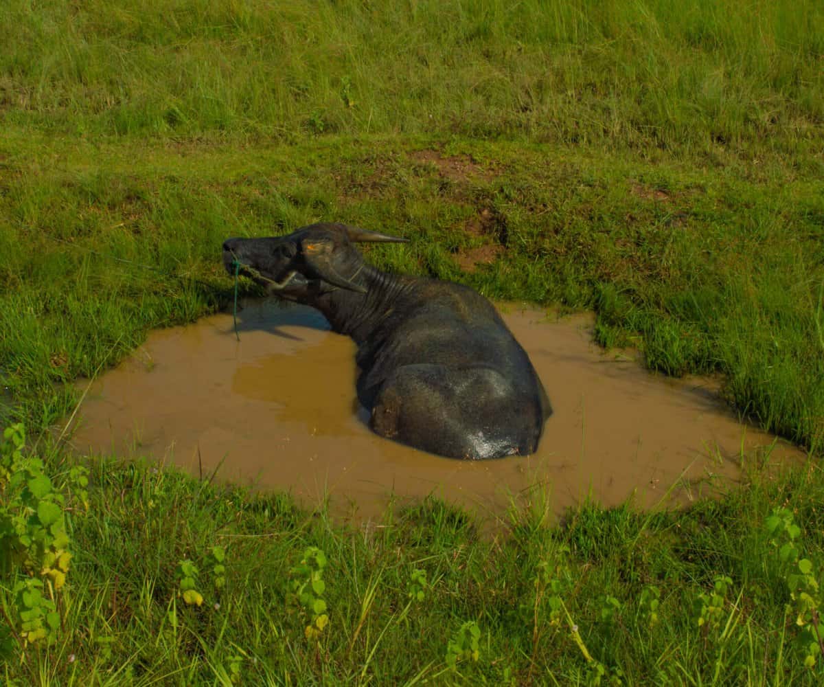 A water buffalo keeps cool in a muddy pool, Don Khong, Laos