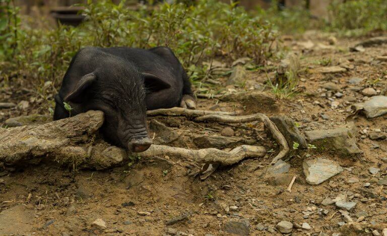 A local pig catches up on some sleep in a rural town outside of SaPa