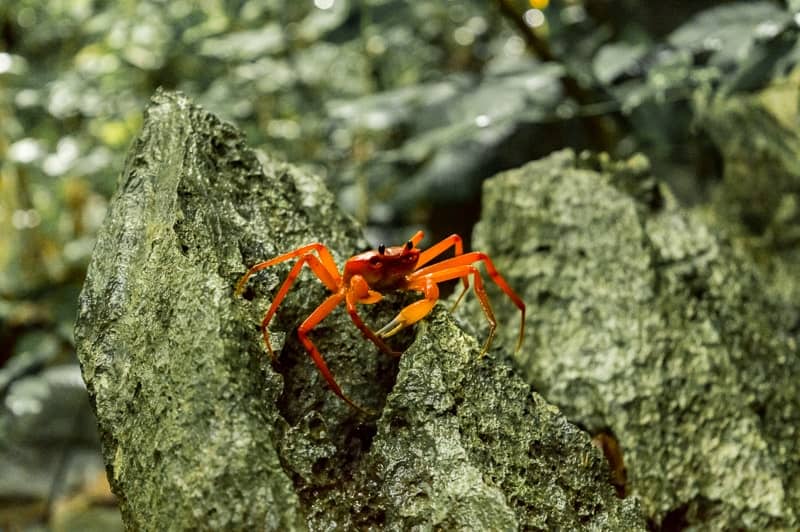 A red jungle crab is a common sight on the jungle hike through Cat Ba's jungle