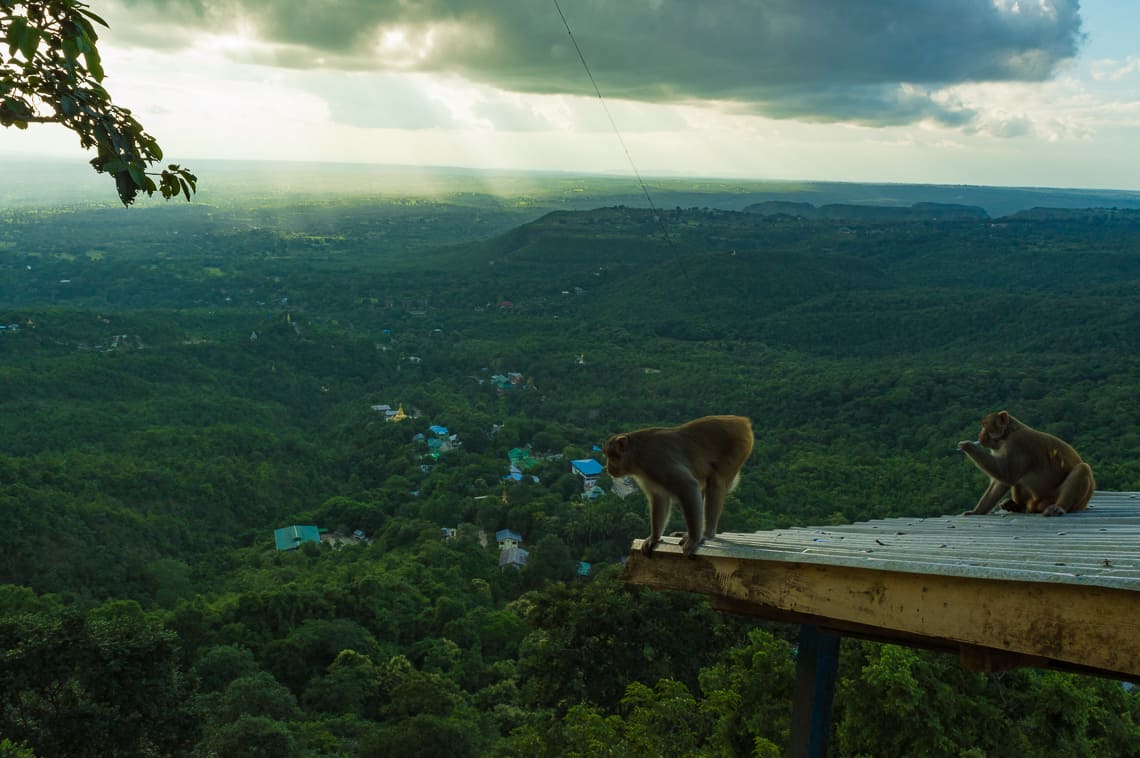 Monkeys relaxing on the 777 step tin roof