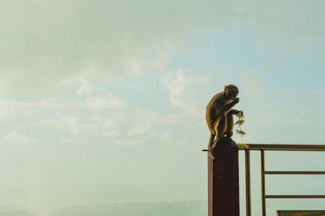 A monkey sitting on a railing at Taung Kalat Monastery, Myanmar