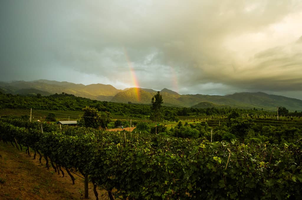Looking across Red Mountain Vineyards to a double rainbow in the distance