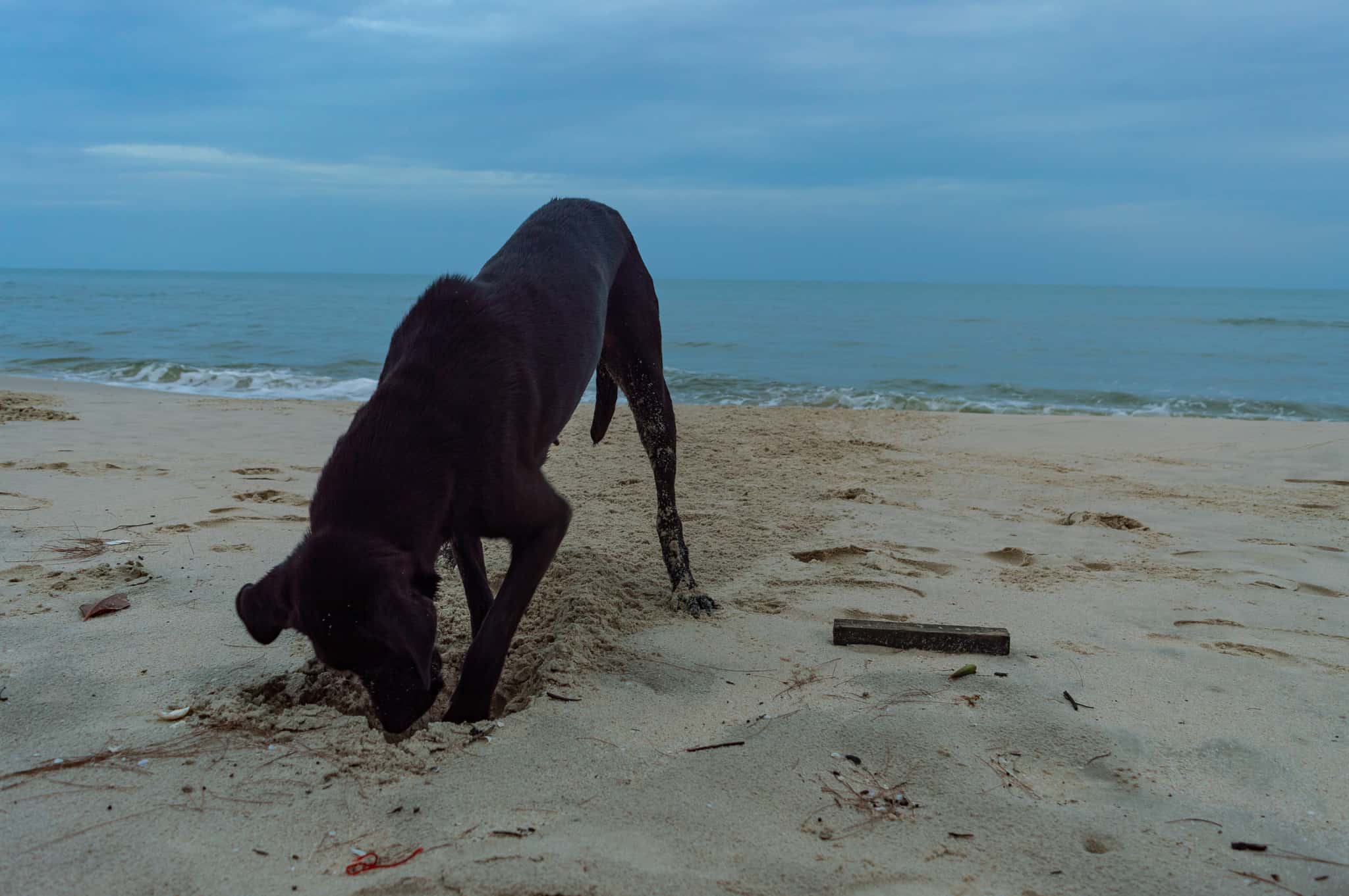 This local dogis digging for crabs under the sand, Ream National Park, Cambodia