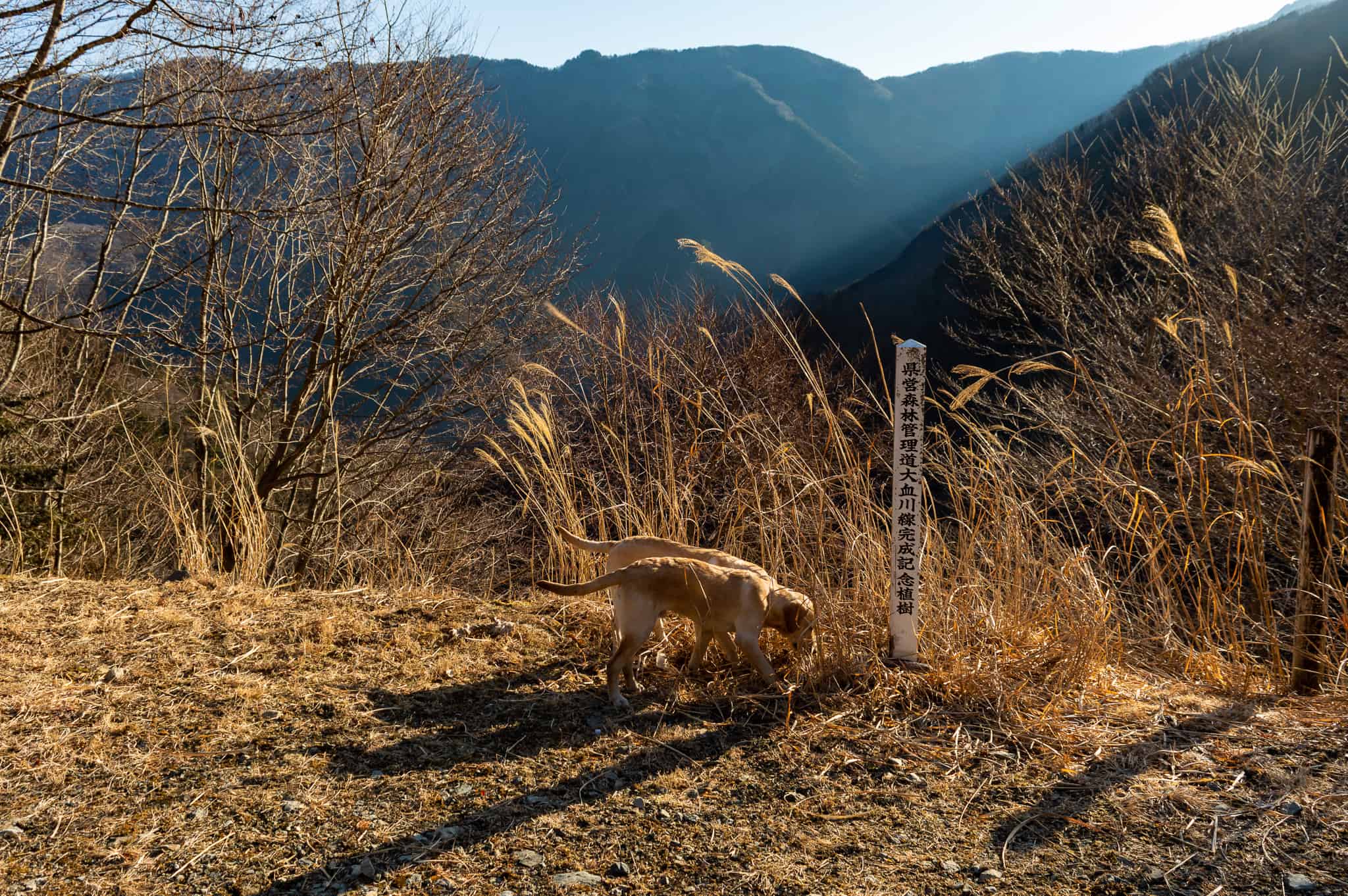 Playful dogs at the beautiful lookout near Taiyoji Temple