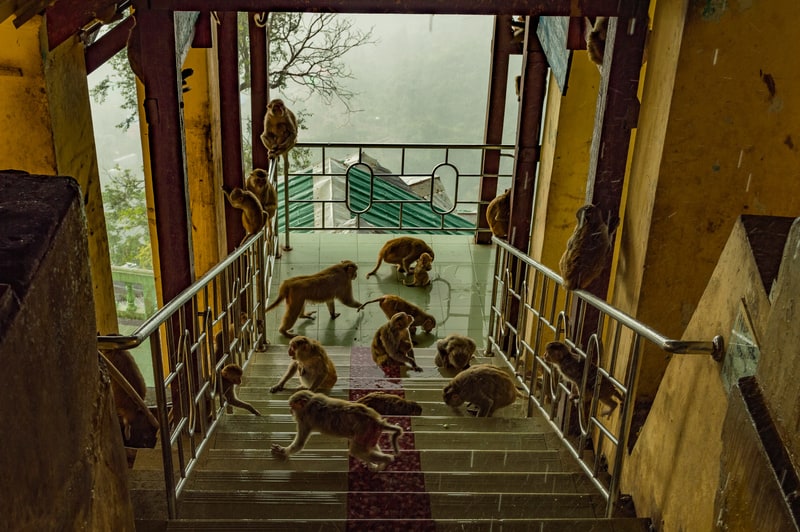 Monkeys flock to the summit of the 777 steps to shelter from the storm