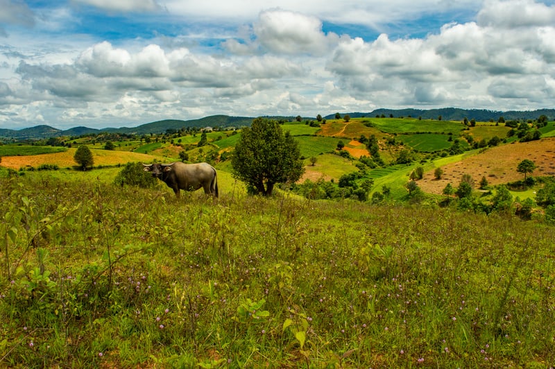 A water buffalo standing on a field, between Kalaw and Inle Lake, Myanmar