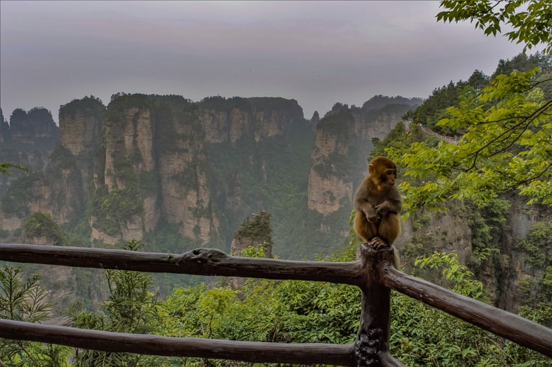 These monkeys rarely sat still for long enough to take a in focus photo of them!