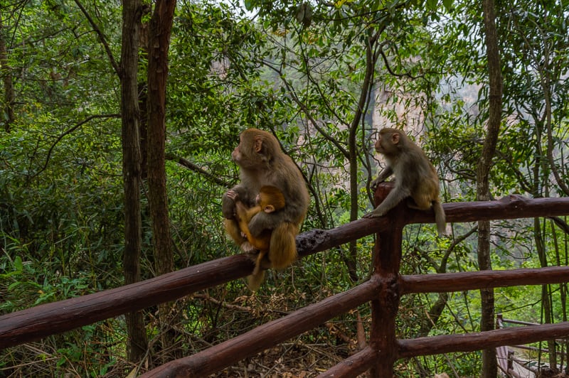 There were 30-40 monkeys along the quiet paths of Zhangjiajie National Forest Park, China