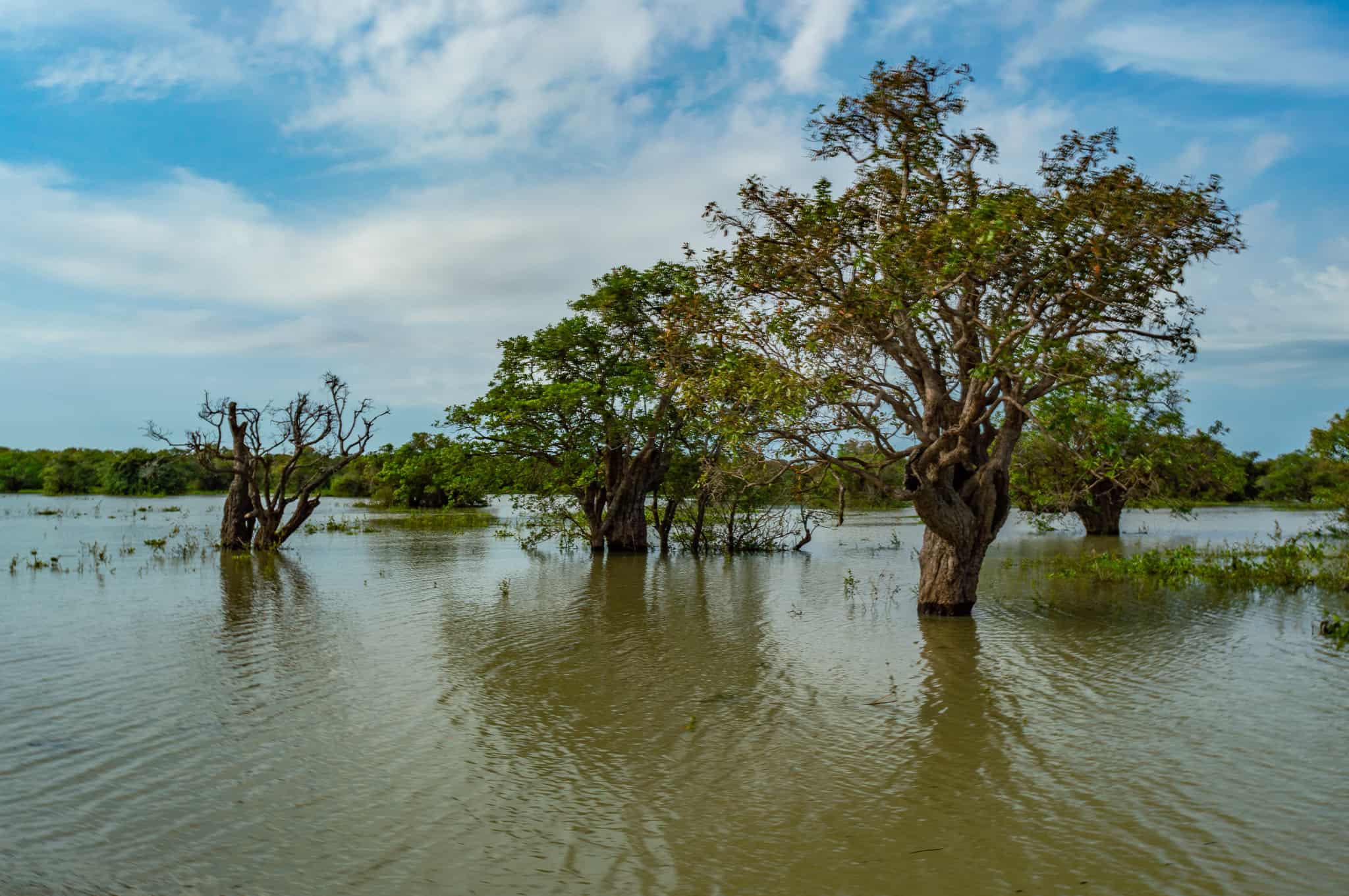 Isolated trees, Tonle Sap Lake, Cambodia