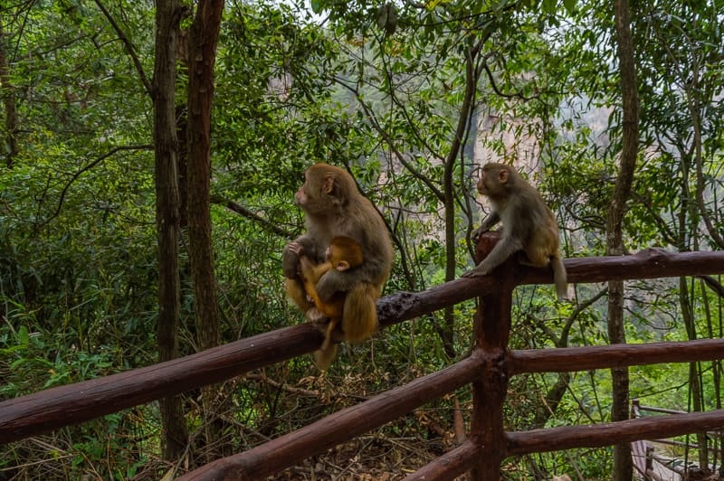 There are plenty of curious monkeys throughout Zhangjiajie's forest