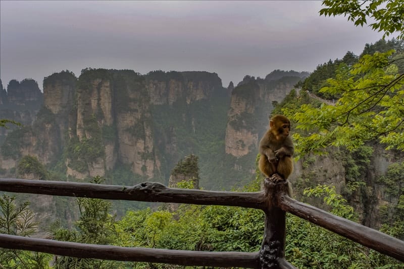 This monkey doesn't seem to interested in the beautiful cliffs behind
