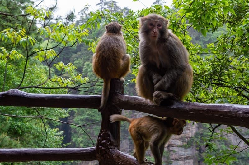 Monkeys are scattered throughout Zhangjiajie National Park, in Hunan, China