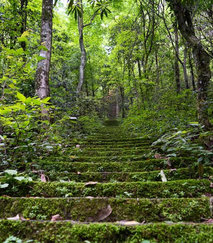 Overgrown stairs are common throughout the quieter places in Zhangjiajie National Forest Park