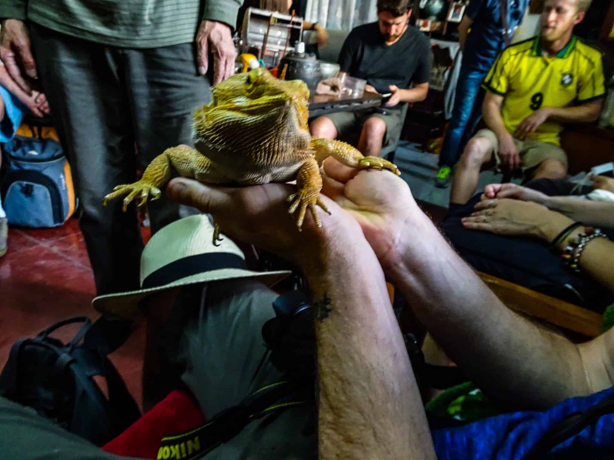 A stop along the walking tour of Beijing, handling reptiles in the capital of China