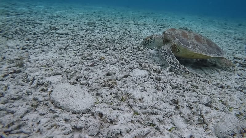 Turtles eating among the dead coral is a common sight at high tide just off Ama Beach
