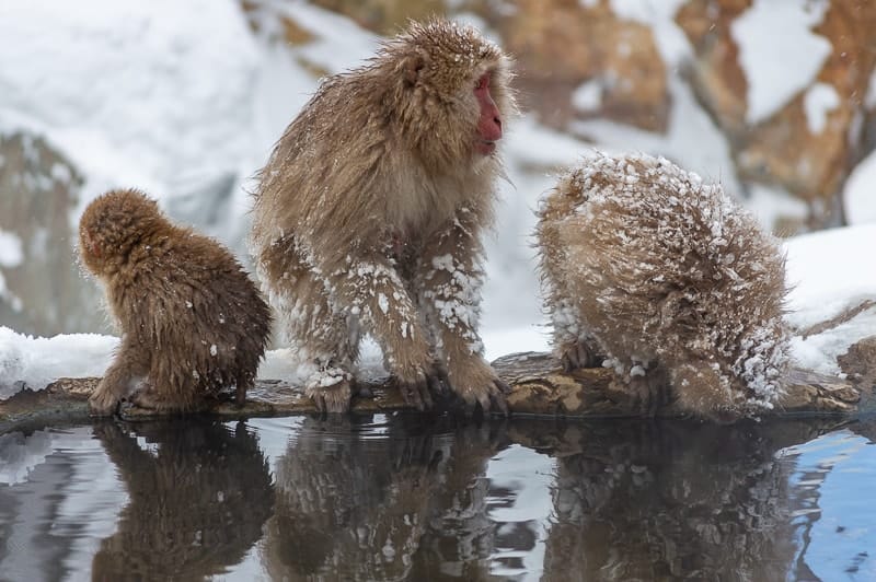 These three monkeys played in the water and were so peaceful 