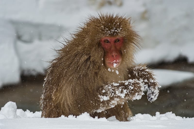 You can watch these monkeys scavenging through the white fluffy snow all around the onsen pools