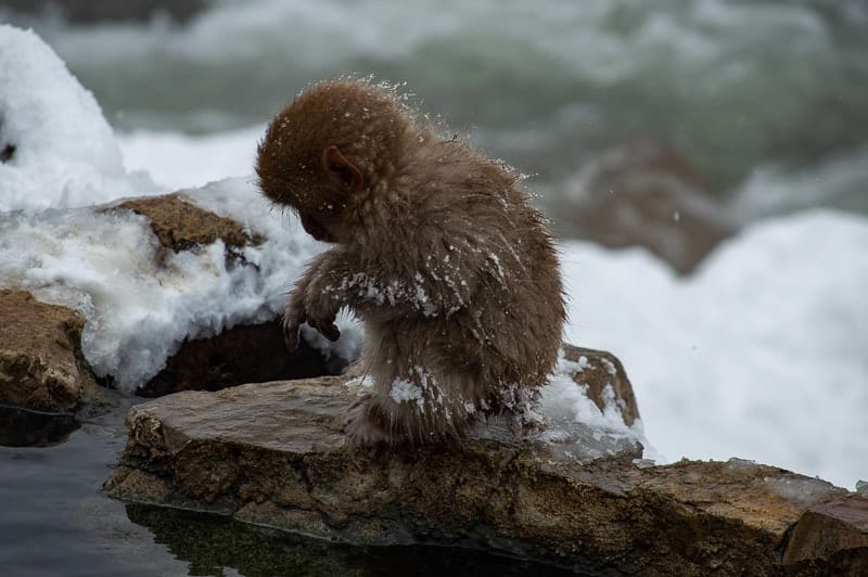 There are many monkeys of all ages at Jigokudani Snow Monkey Park