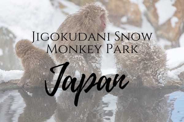 Visiting Jigokudani Snow Monkey Onsen just outside of Nagano, Japan