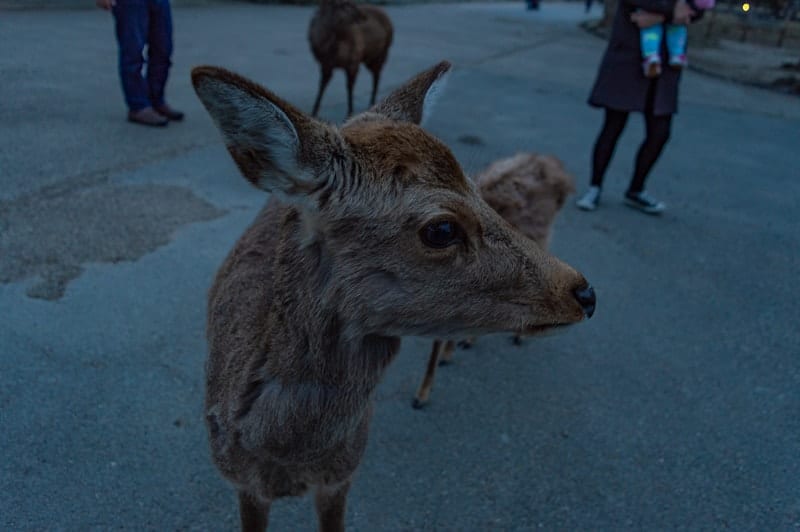 Things to do in Nara Japan