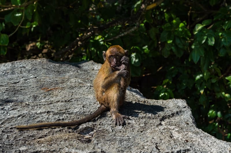 Monkeys flock to the beach as they know tourists visit and bring food