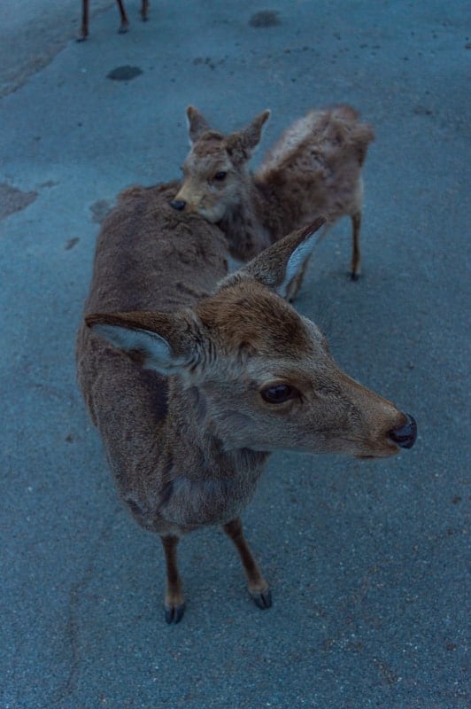 Deer in Nara are curious and are comfortable with being fed by tourists