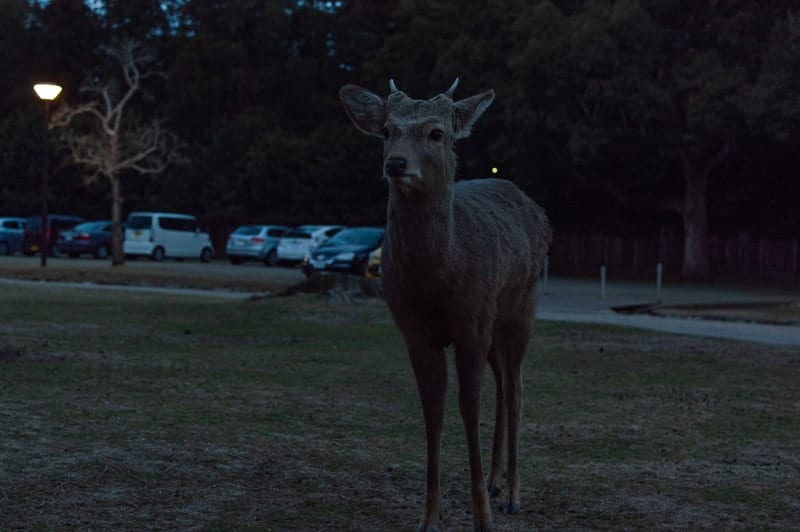 You can buy proper food for the deer inside Nara Park - don't kjust give them anything to eat if you're looking to feed them