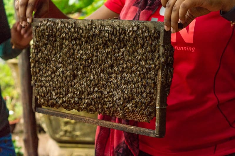 These bees are shown on a rack and don't really more much at all.