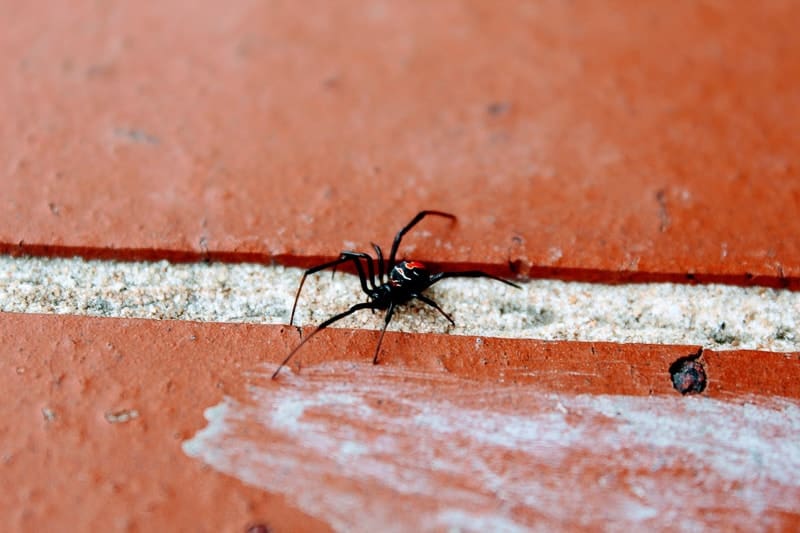 The potentially fatal red back spider is one of the most common spiders in Australia.