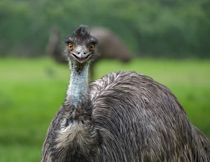 An Emu is a flightless bird in Australia, featured on the national coat of arms