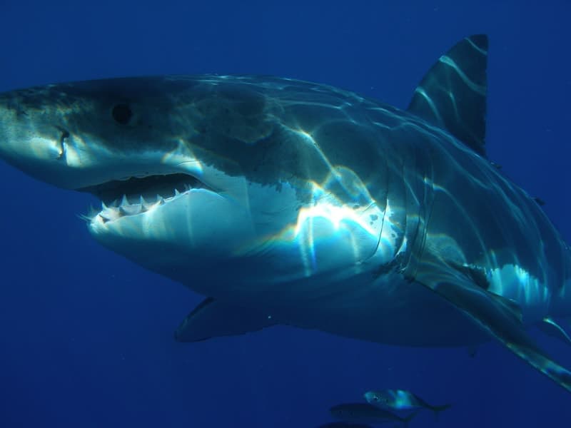 Great White Sharks spend a lot of time in the waters around Australia