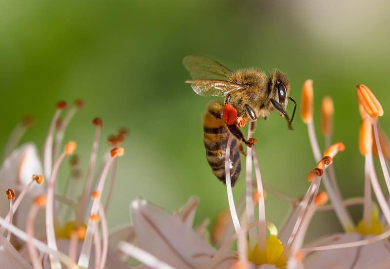 The Honey Bee is common and potentially deadly to those allergic
