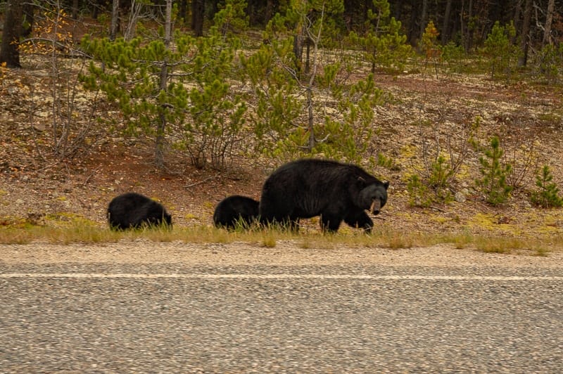 3 black bears crossing the road in Canada