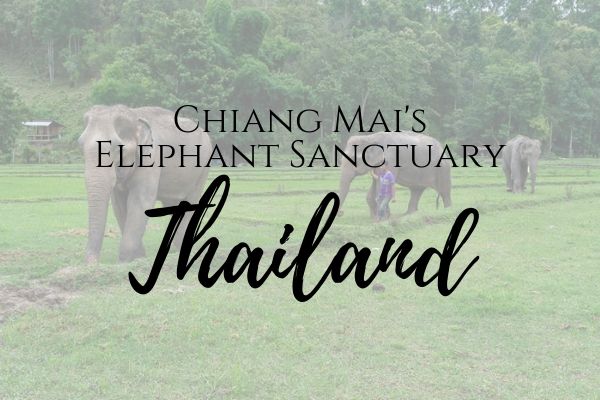 Chiang Mai Elephant Sanctuary tour
