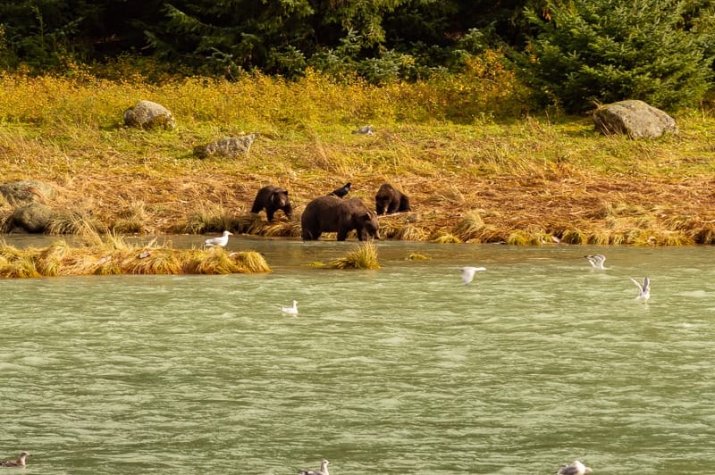 3 Grizzly Bears fishing for salmon at the edge of Chilkoot State Park in Alaska