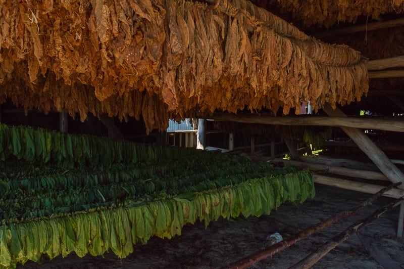 You'll get a small tobacco plantation tour in Vinales