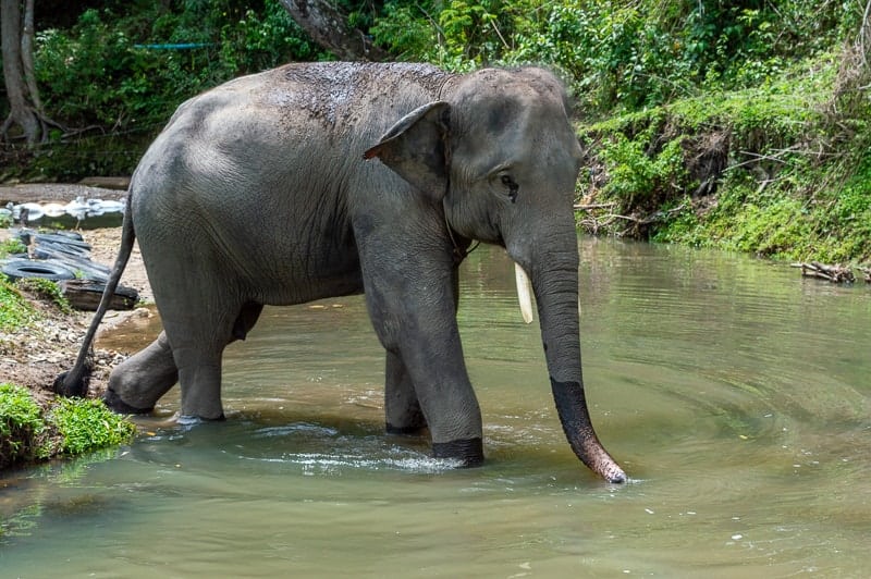 Elephant welfare in Thailand - What is Phajaan