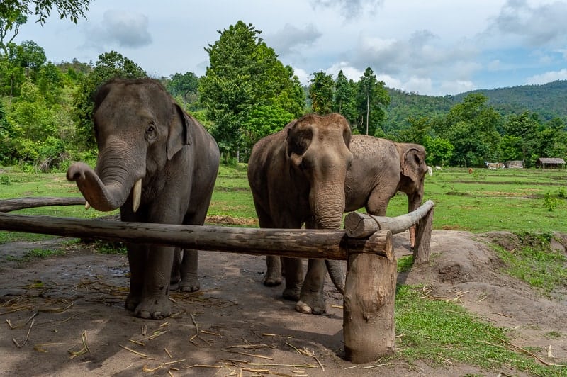 Why Chiang Mai is a great place to ethically visit elephants in Thailand 