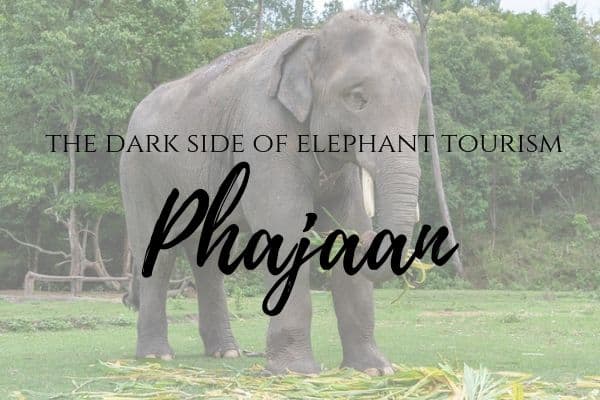 What is elephant tourism Phajaan