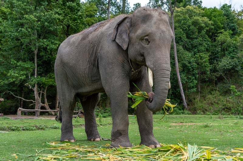 Why you should visit elephants ethically in Thailand 
