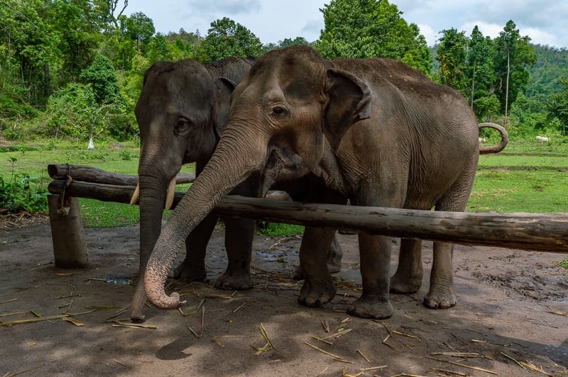 Thailand elephant tourism - What you need to know about Chiang Mai and elephants 